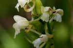 Small green wood orchid